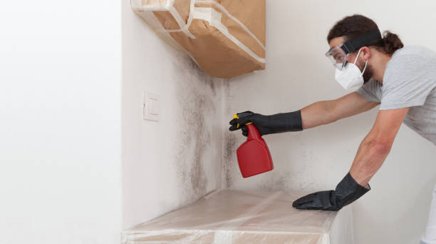 Basement Mold Remediation treatment on basement walls in North Babylon